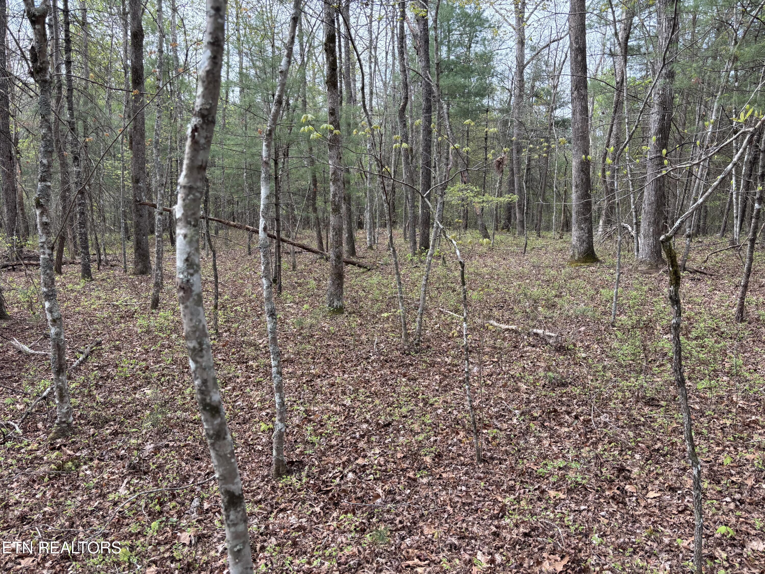 182 Nydeck Road Robbins, TN 37852 - Photo 12 of 18 IMG_5720