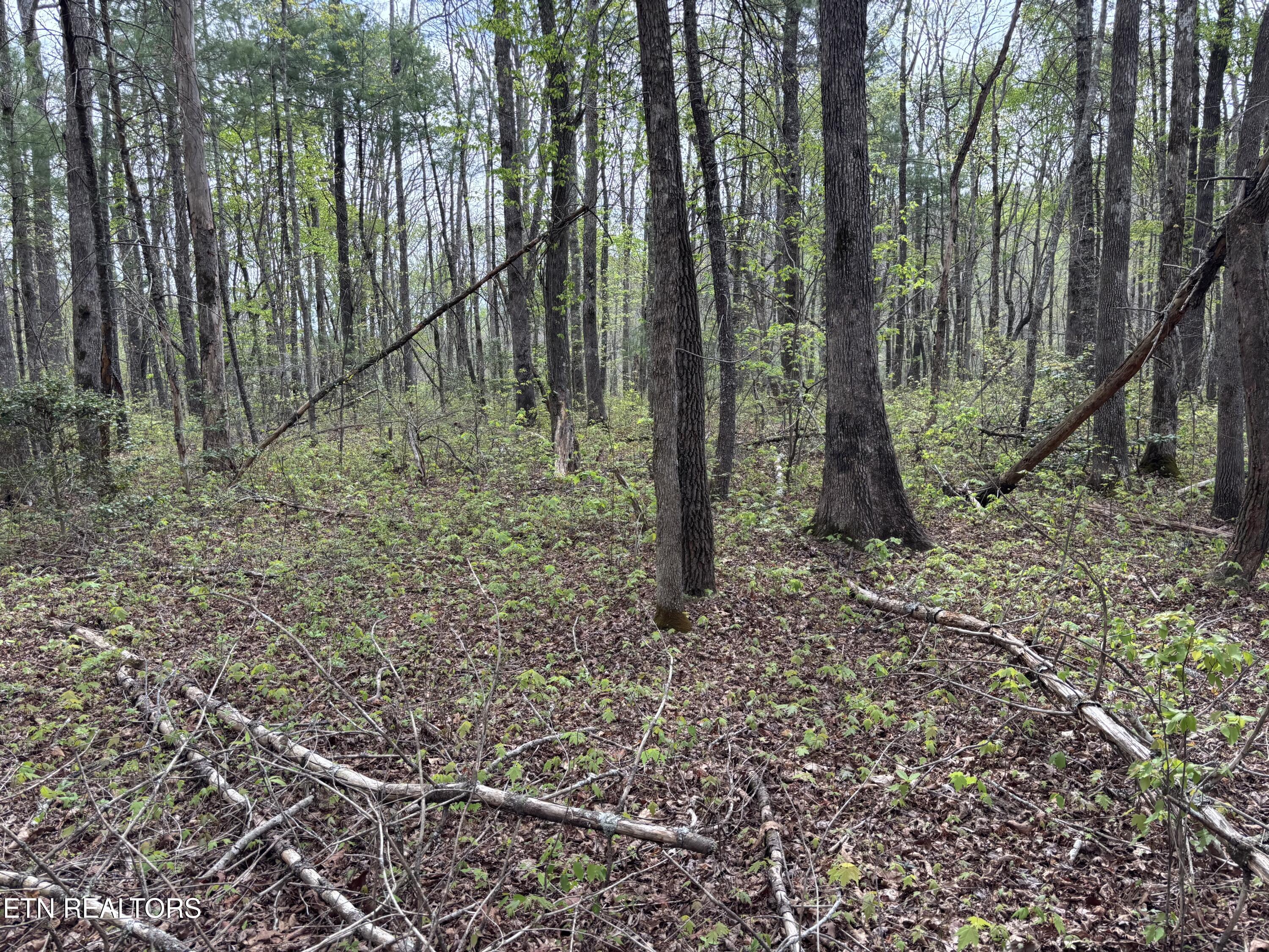 182 Nydeck Road Robbins, TN 37852 - Photo 13 of 18 IMG_5721