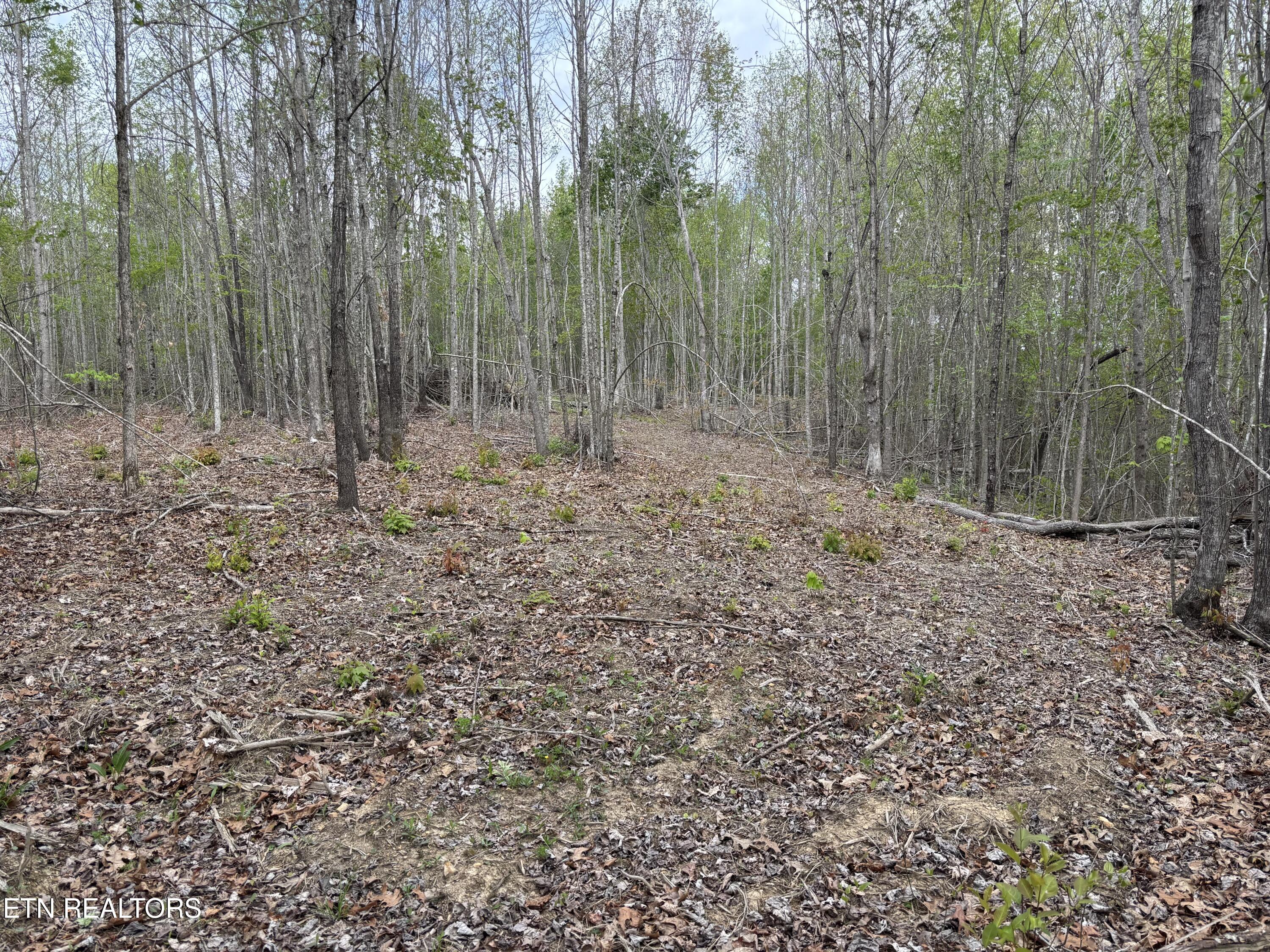 182 Nydeck Road Robbins, TN 37852 - Photo 17 of 18 IMG_5728