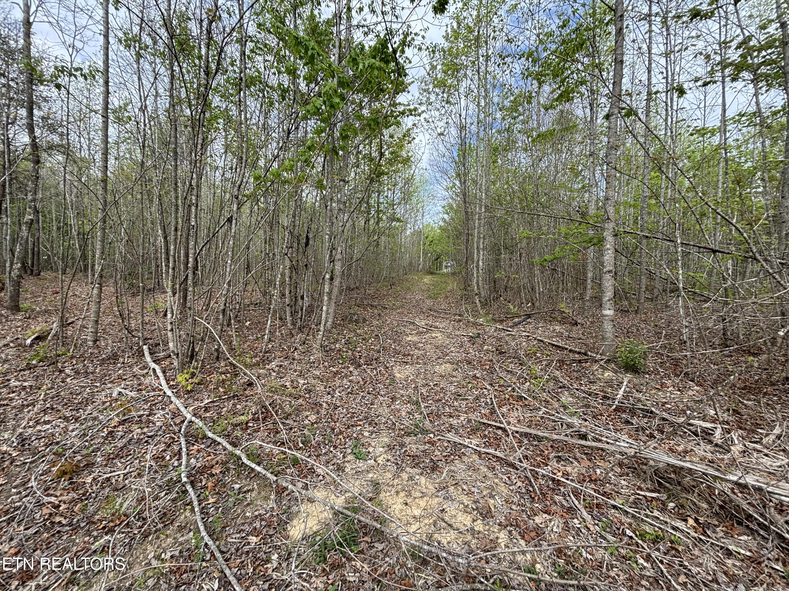 182 Nydeck Road Robbins, TN 37852 - Photo 5 of 18 IMG_5712