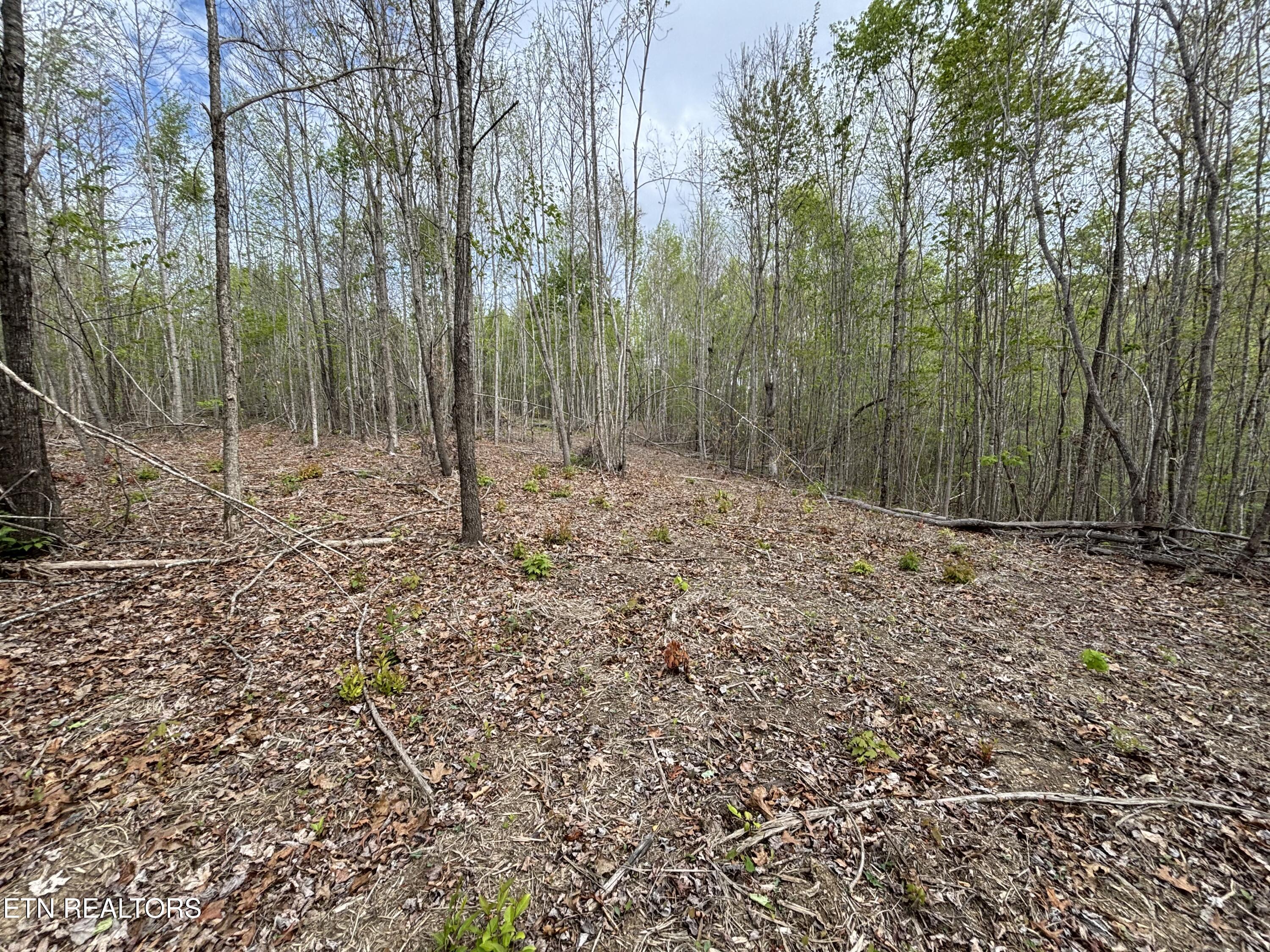 182 Nydeck Road Robbins, TN 37852 - Photo 6 of 18 IMG_5713