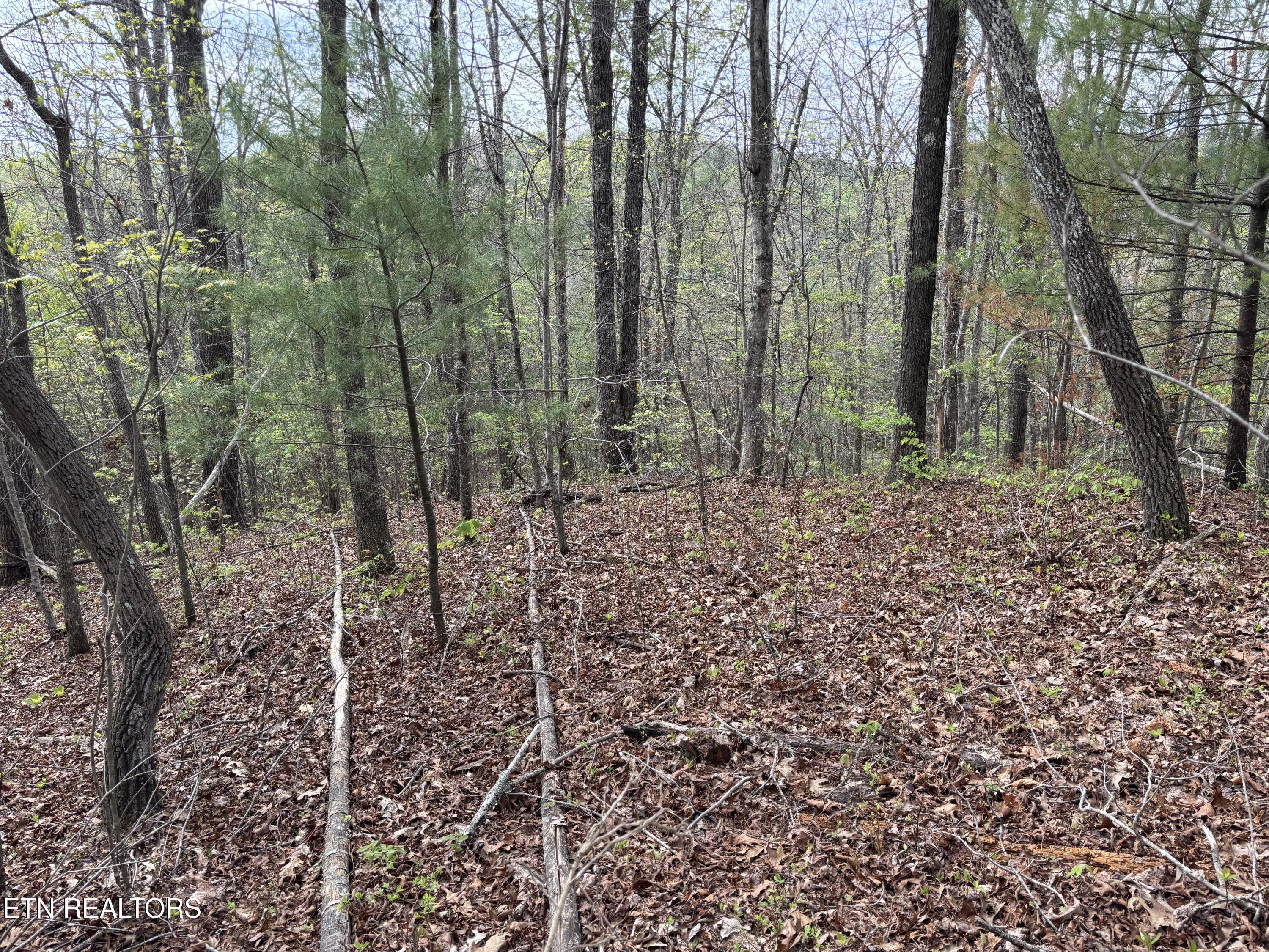 182 Nydeck Road Robbins, TN 37852 - Photo 7 of 18 IMG_5714