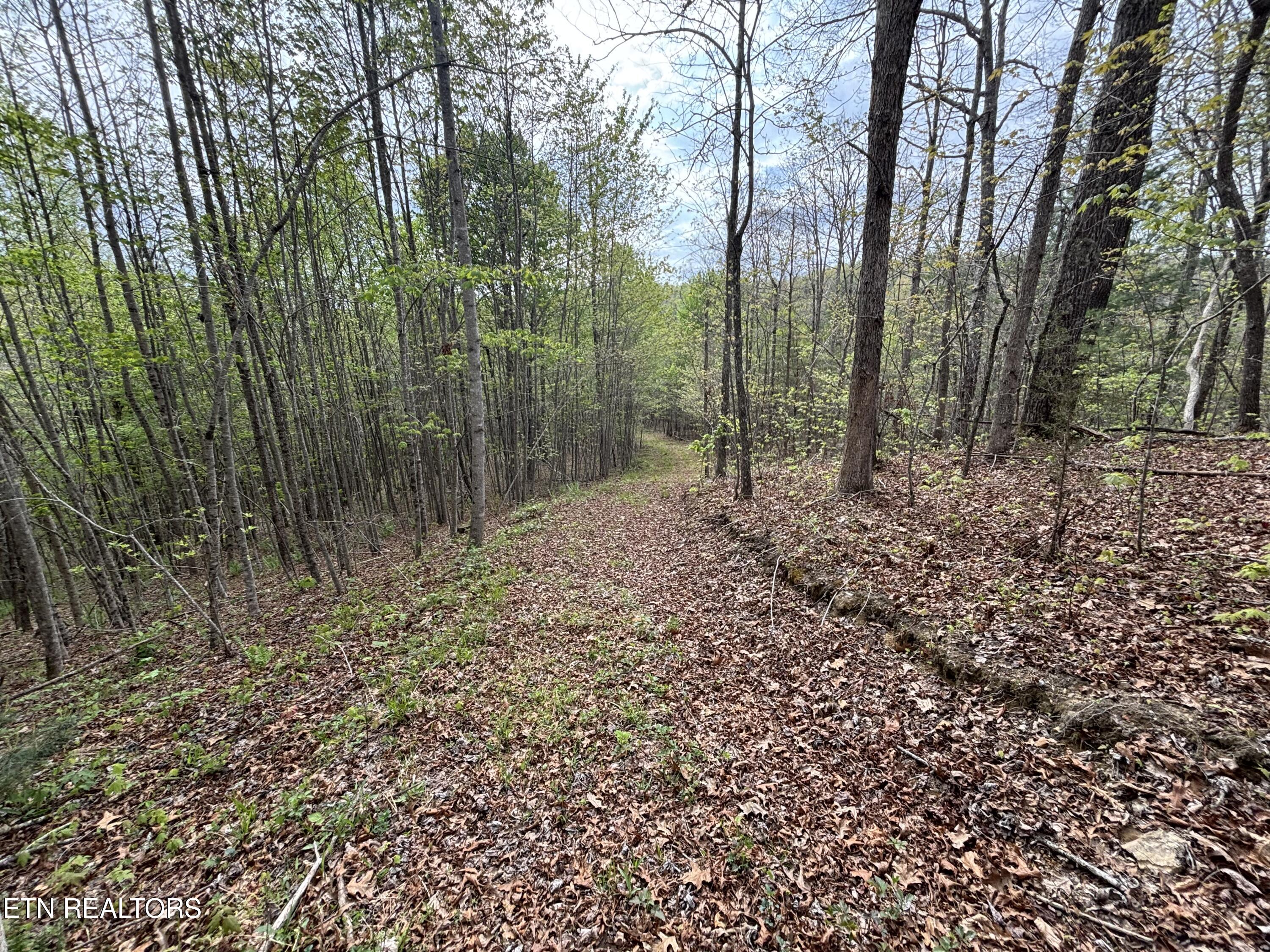 182 Nydeck Road Robbins, TN 37852 - Photo 8 of 18 IMG_5715