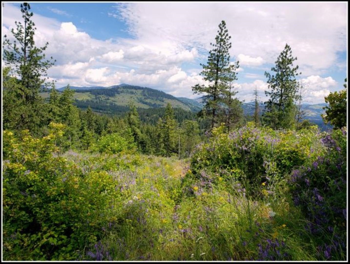 3378 B Hill Loop Road Kettle Falls, WA 99141 - Photo 44 of 48 Gallery Image 44