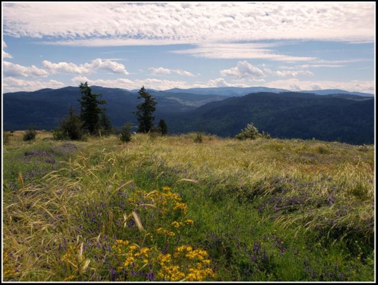 3378 B Hill Loop Road Kettle Falls, WA 99141 - Photo 46 of 48 Gallery Image 46