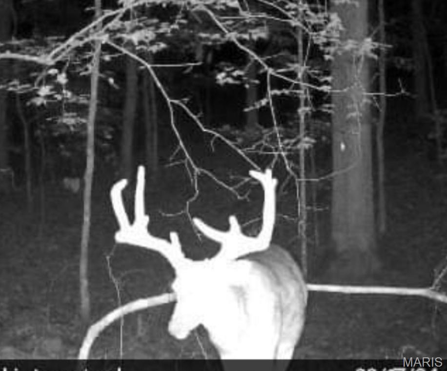 0 Delbridge Road Potosi, MO 63664 - Photo 20 of 48