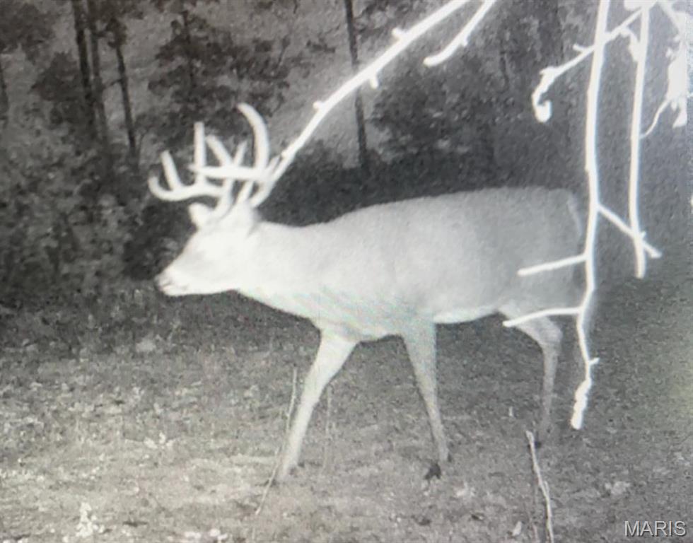 0 Delbridge Road Potosi, MO 63664 - Photo 21 of 48