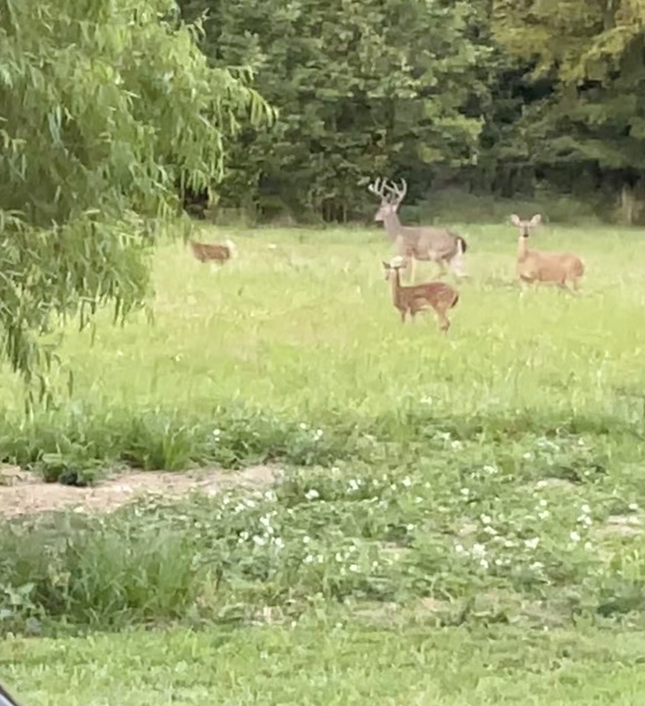 95 Floyd Lane Decherd, TN 37324 - Photo 55 of 73