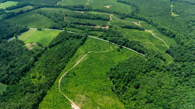 a view of a lush green forest