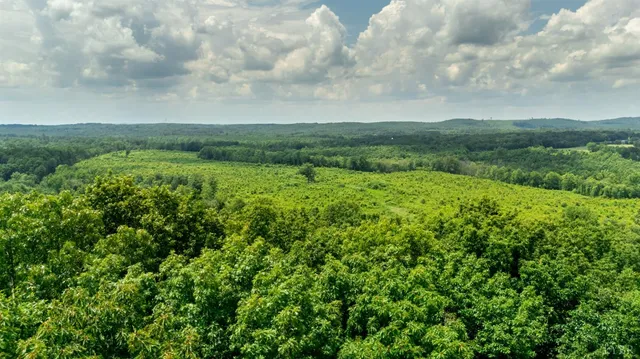 a view of a green field with lots of bushes