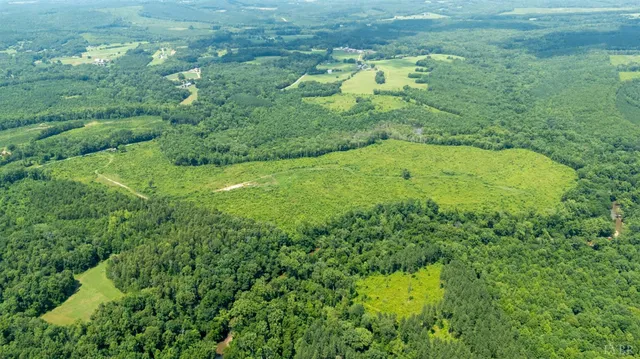 a view of a garden with plants