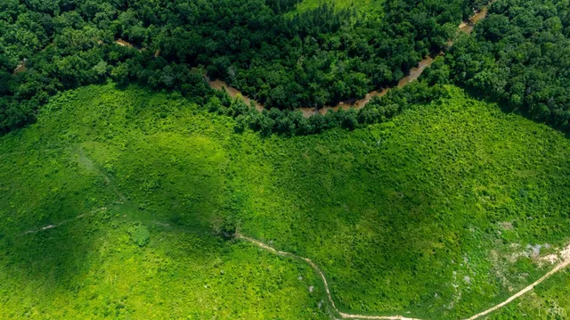 a view of a lush green space