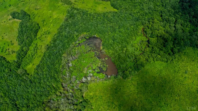 a view of a lush green space
