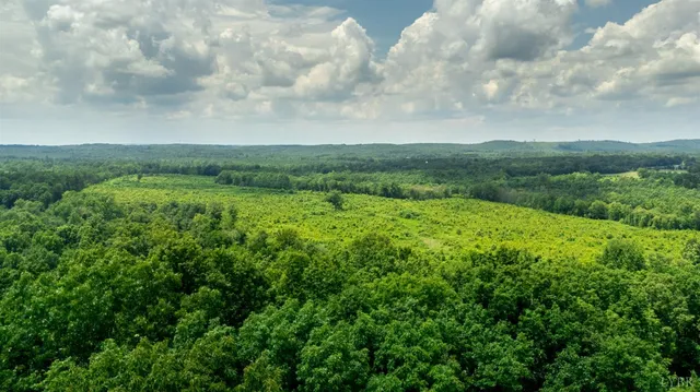 a view of a lush green space