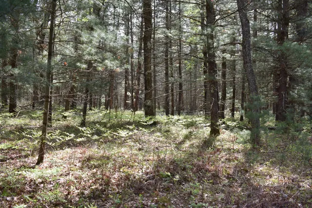 $290,000 | 0 South Ever Blooming Drive, Baldwin, MI 49304