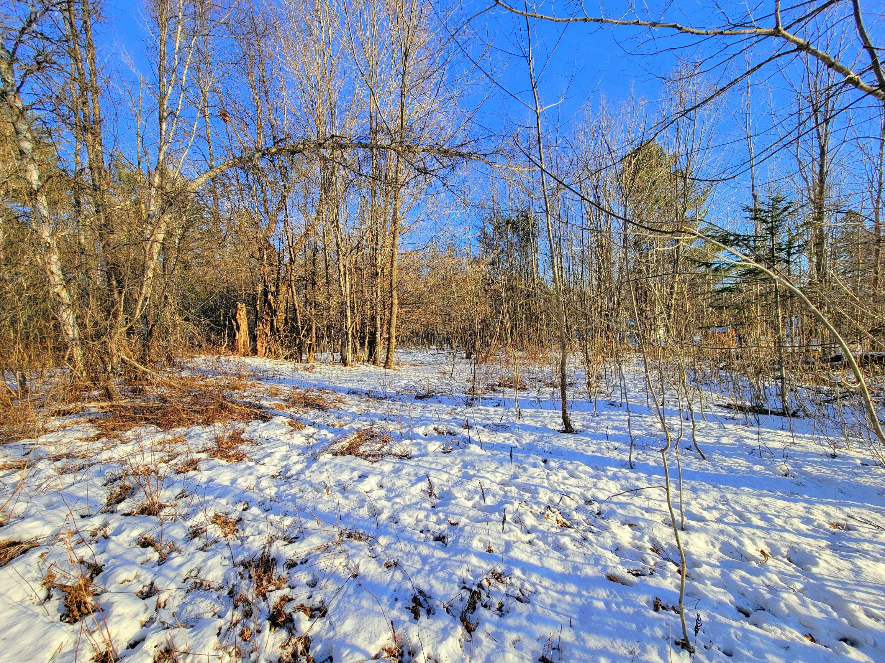 Lot 36 Center Hill Road Weld, ME 04285 - Photo 3 of 13 Woods