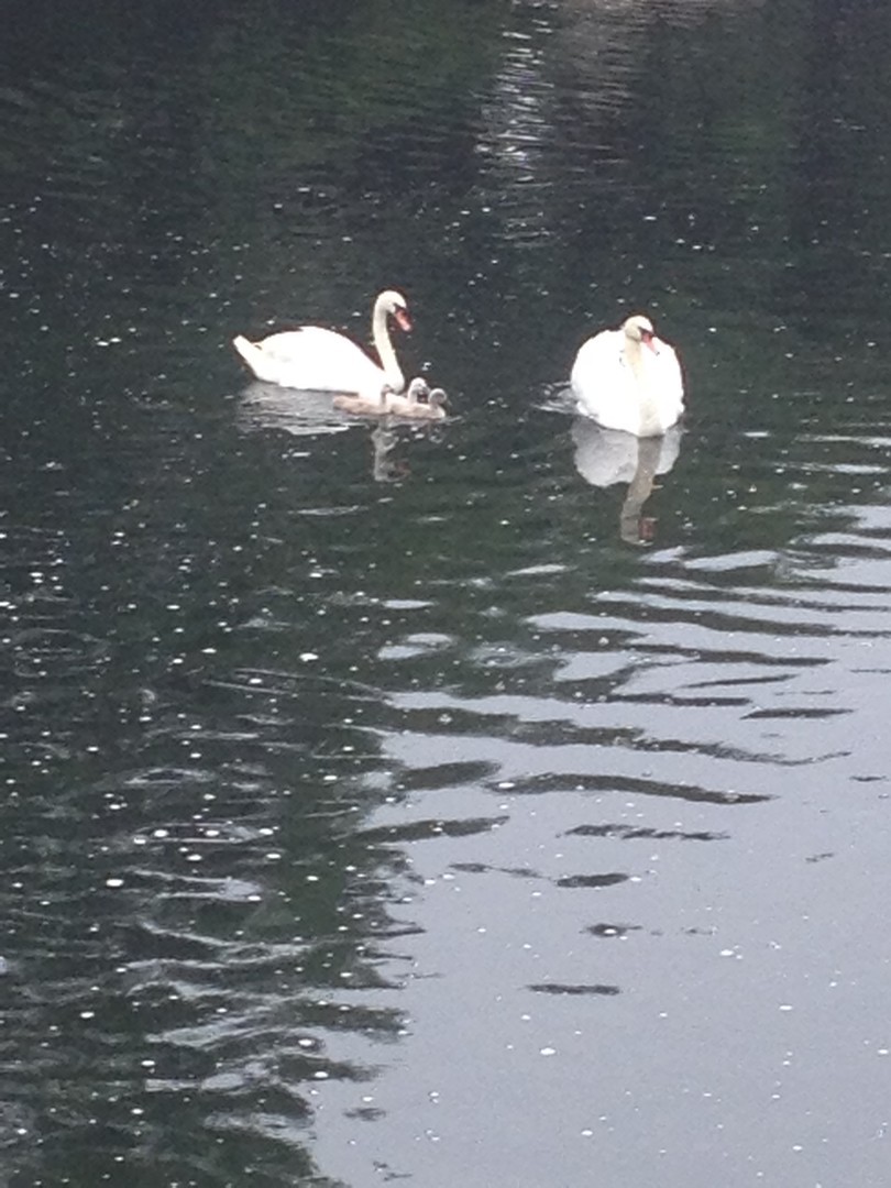 129 Knockderry Lane Inverness, IL 60067 - Photo 33 of 34 a view of a bathtub in a bathroom