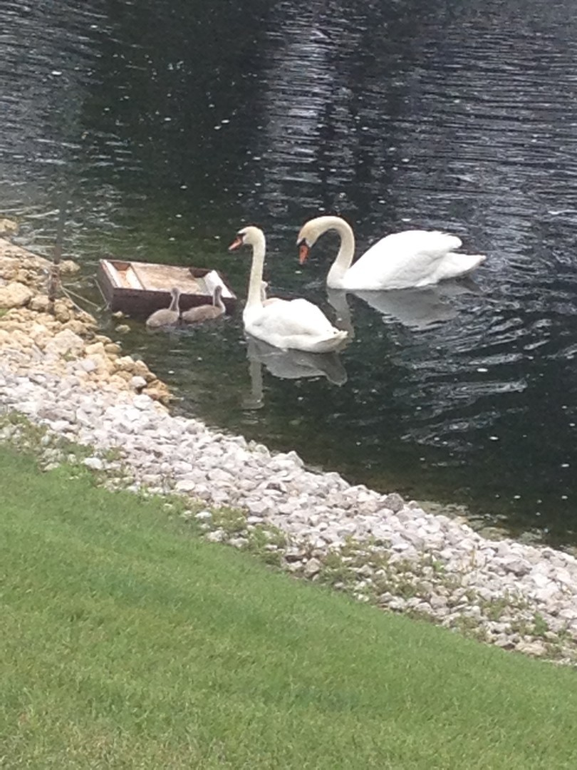 129 Knockderry Lane Inverness, IL 60067 - Photo 34 of 34 a backyard of a house with a lake view