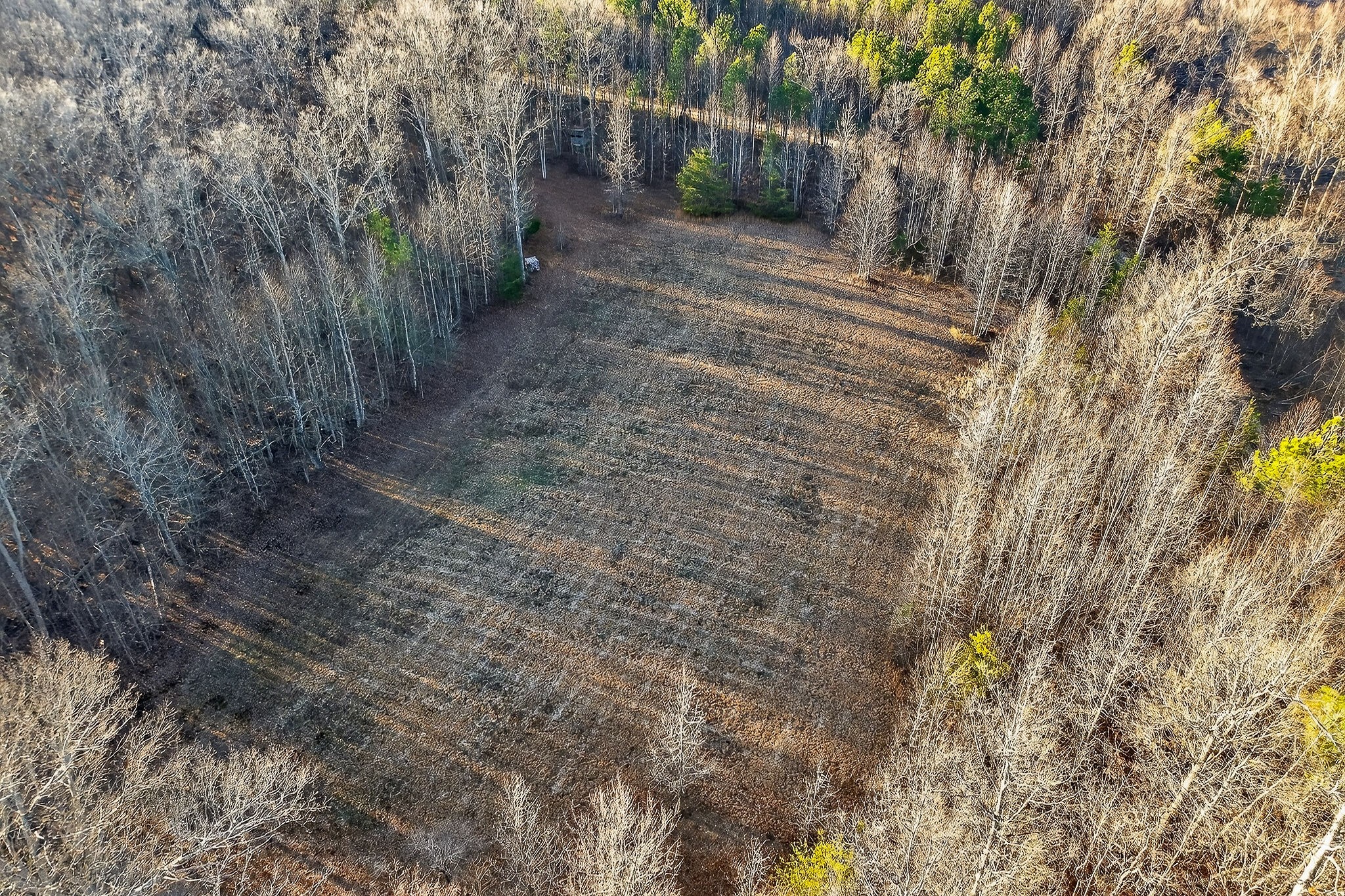 1011 Low Gap Road Sparta, TN 38583 - Photo 71 of 76 a view of a yard with plants and trees