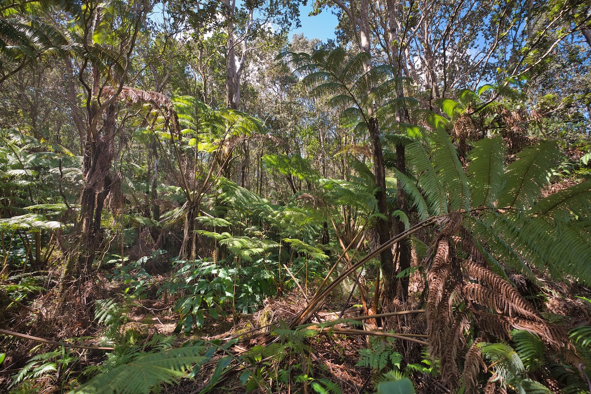 161 Kawailehua Road Volcano, HI 96785 - Photo 3 of 8 Gallery Image 3