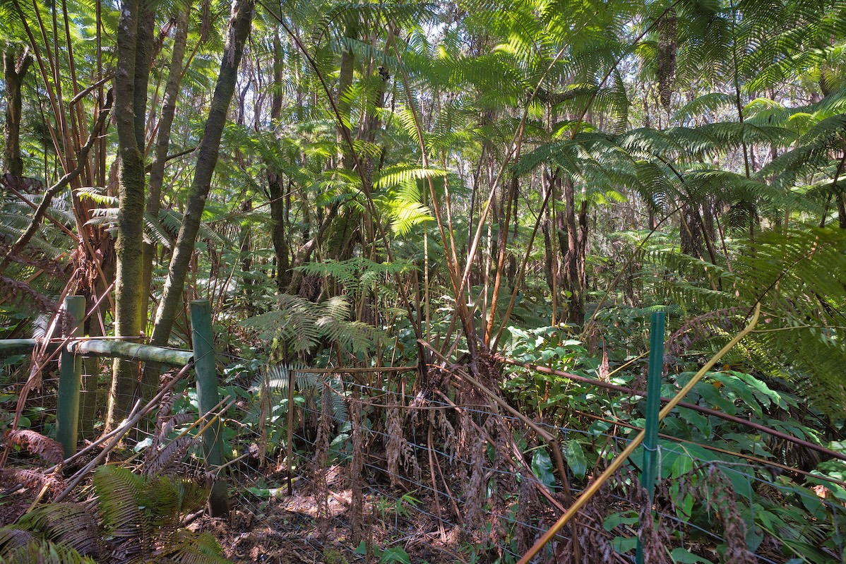 161 Kawailehua Road Volcano, HI 96785 - Photo 4 of 8 Gallery Image 4
