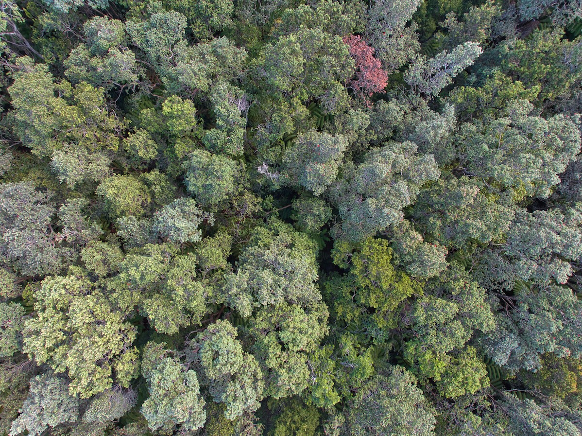 161 Kawailehua Road Volcano, HI 96785 - Photo 8 of 8 Gallery Image 8