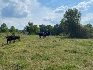 294 Hooster Run Road Wellington, KY 40387 - Photo 11 of 24 IMG_0743