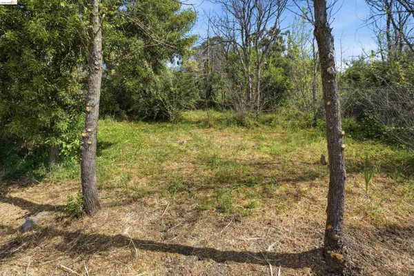 a view of a yard with plants