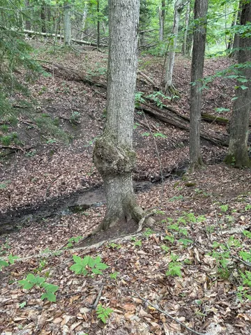 $190,000 | 11546 East 3 1/2 Mile Road, Luther, MI 49656