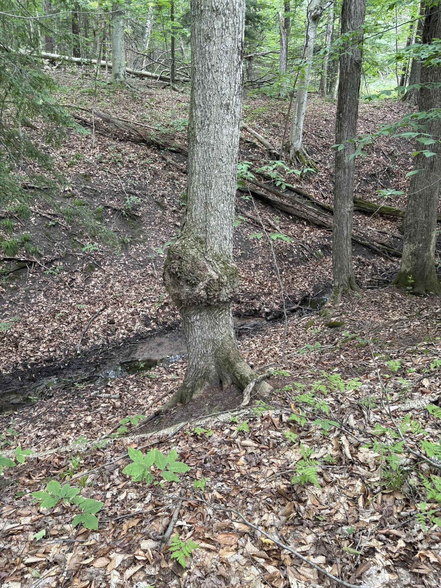 11546 East 3 1/2 Mile Road Luther, MI 49656 - Photo 3 of 7 IMG_5291