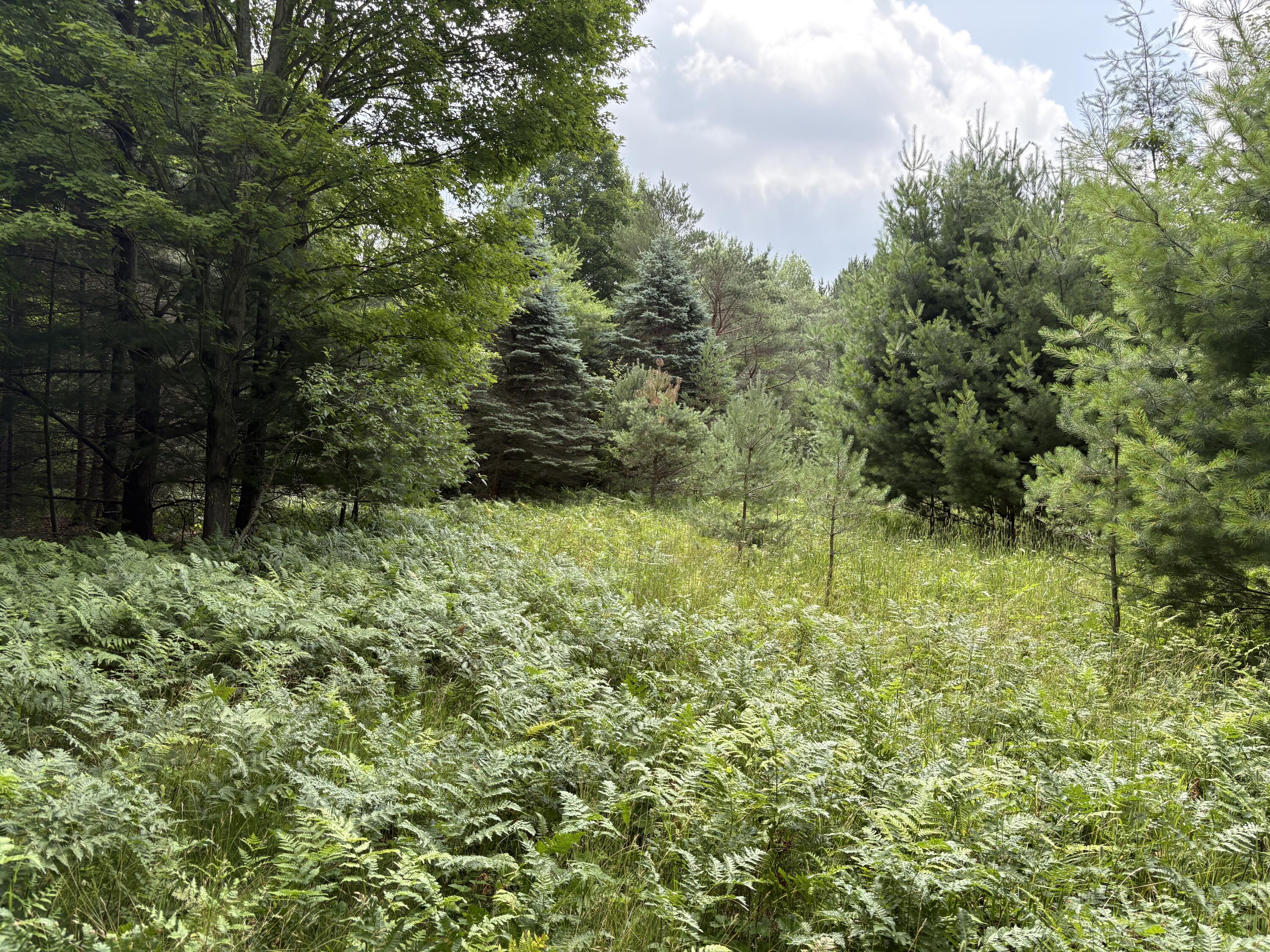 11546 East 3 1/2 Mile Road Luther, MI 49656 - Photo 5 of 7 IMG_5289