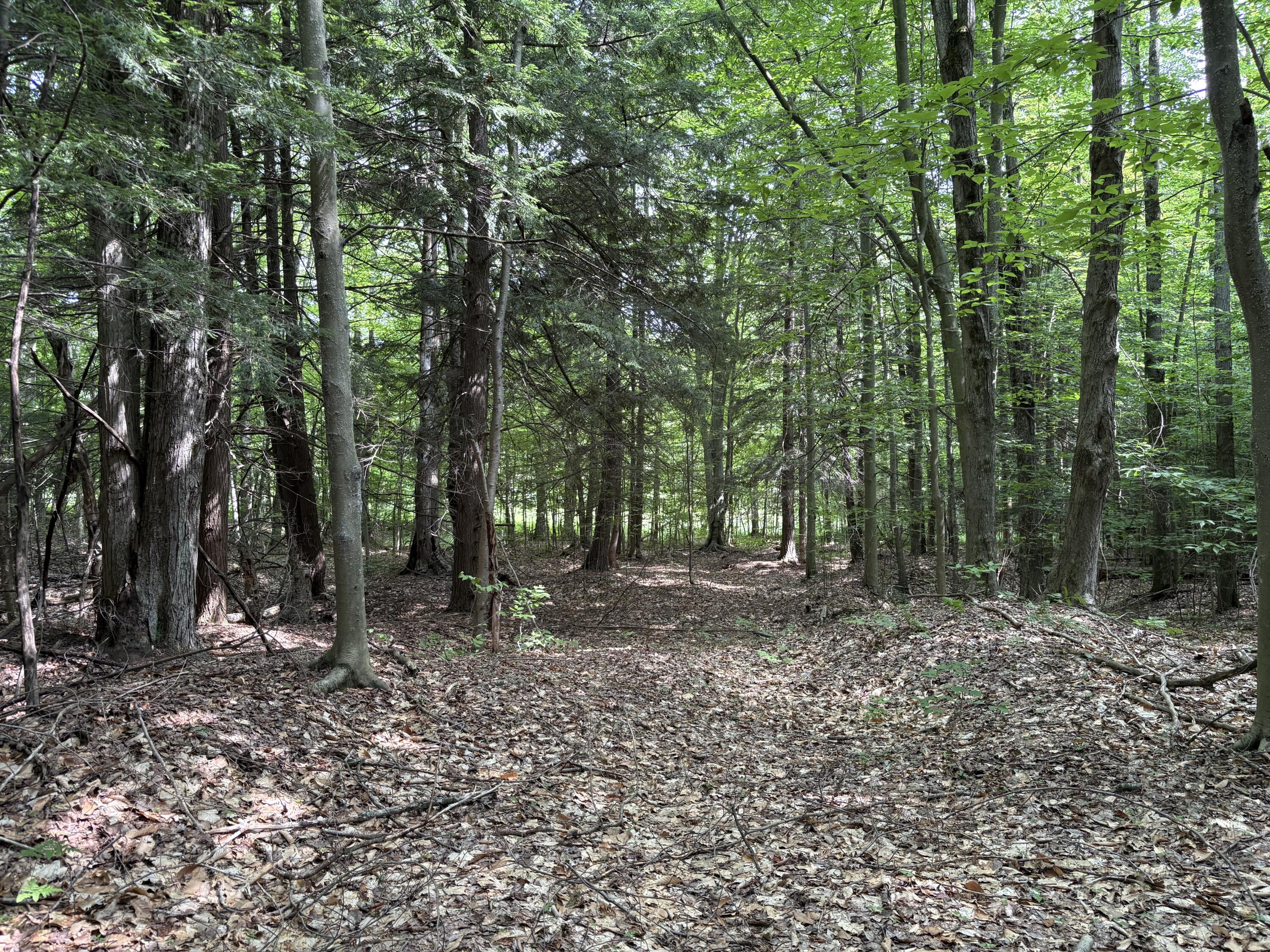 11546 East 3 1/2 Mile Road Luther, MI 49656 - Photo 7 of 7 IMG_5286