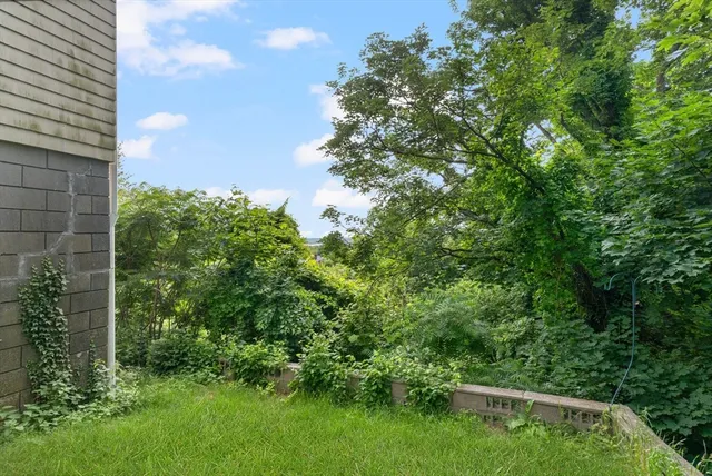 a view of a backyard with plants and large tree