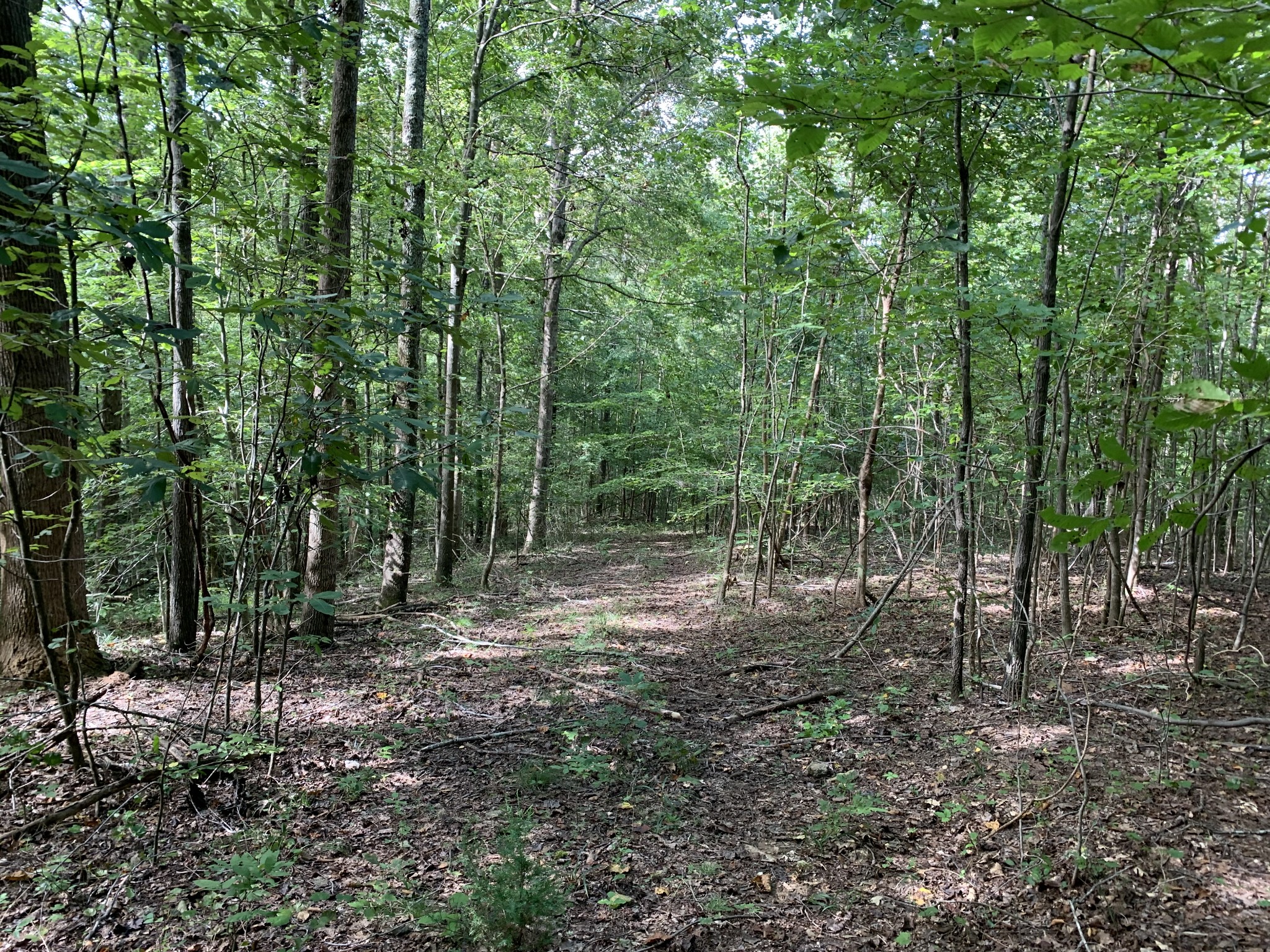3 Long Branch Road Loretto, TN 38469 - Photo 3 of 9 a view of outdoor space with lots of trees