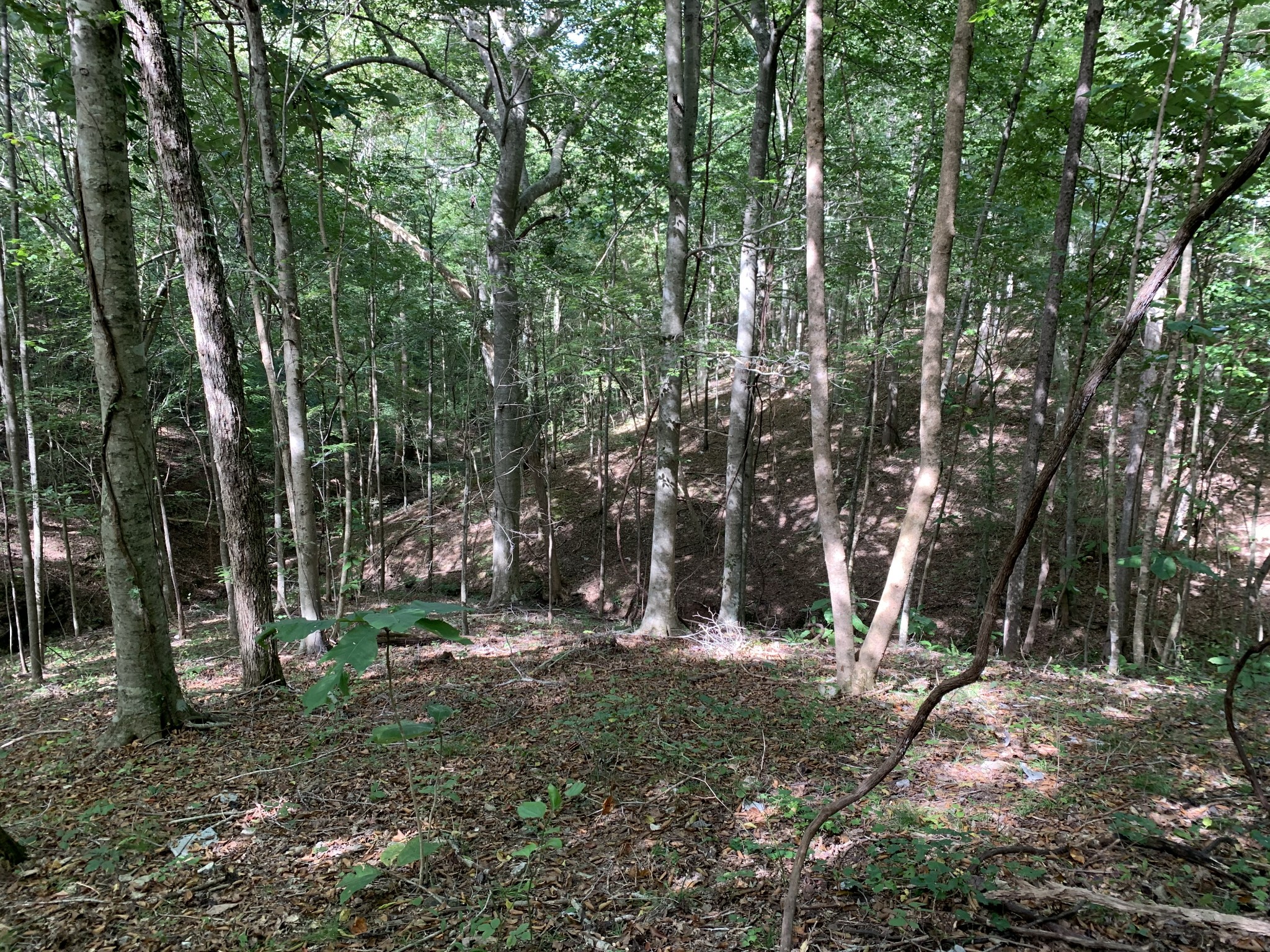3 Long Branch Road Loretto, TN 38469 - Photo 5 of 9 a view of outdoor space with lots of trees