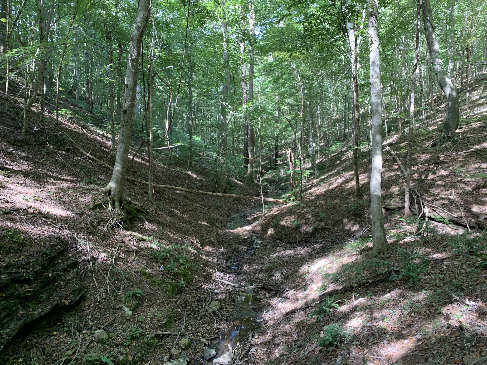 3 Long Branch Road Loretto, TN 38469 - Photo 8 of 9 a view of forest