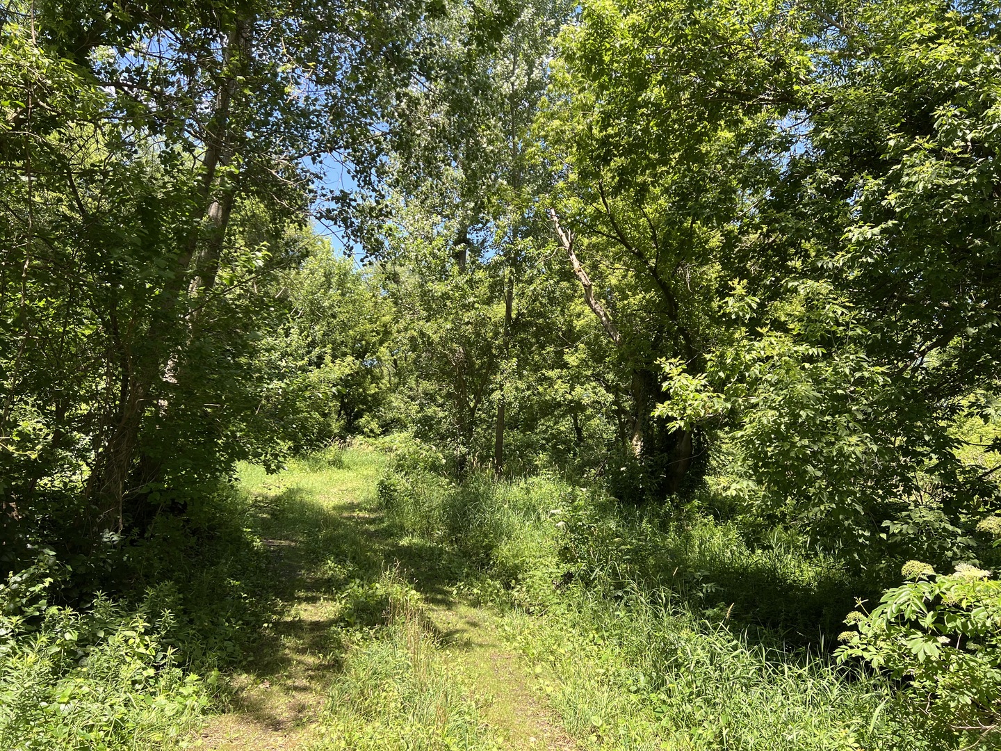 49.64-acres Beck Road Marengo, IL 60152 - Photo 5 of 33 a view of a lush green forest