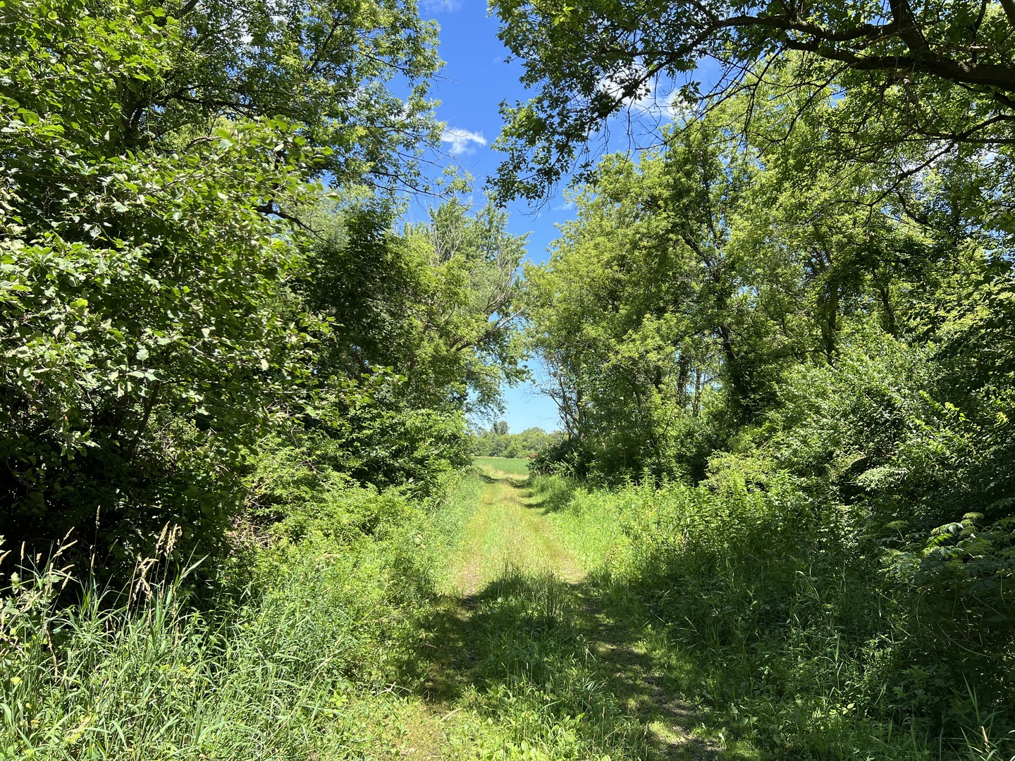 49.64-acres Beck Road Marengo, IL 60152 - Photo 8 of 33 a view of a lush green forest