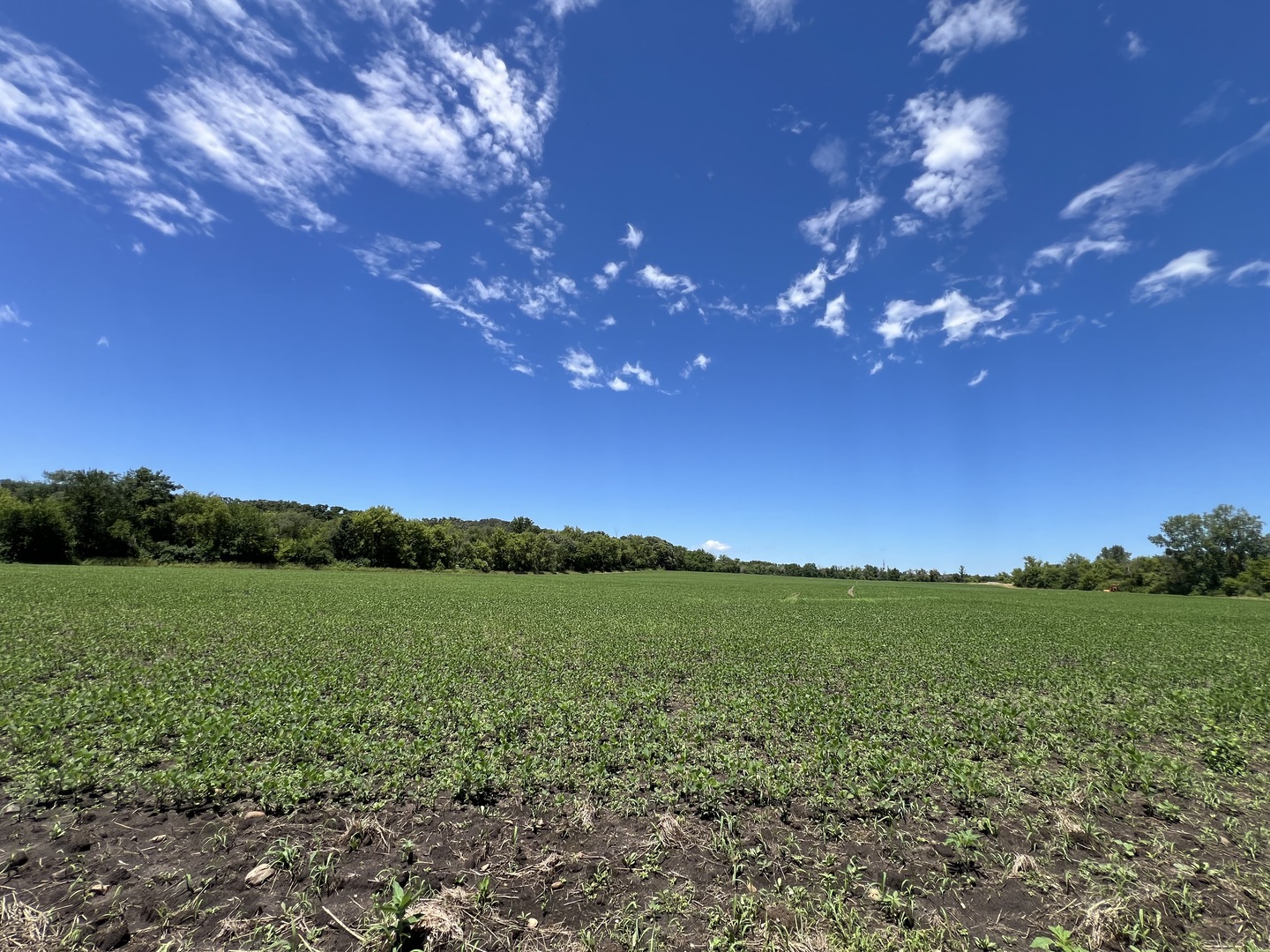 49.64-acres Beck Road Marengo, IL 60152 - Photo 9 of 33 a view of a yard with a tree