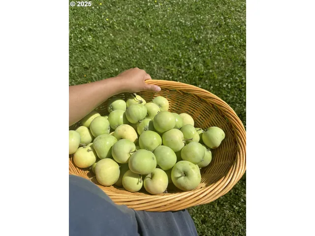 $460,000 | 108 Pahatu, North Bonneville, WA 98639