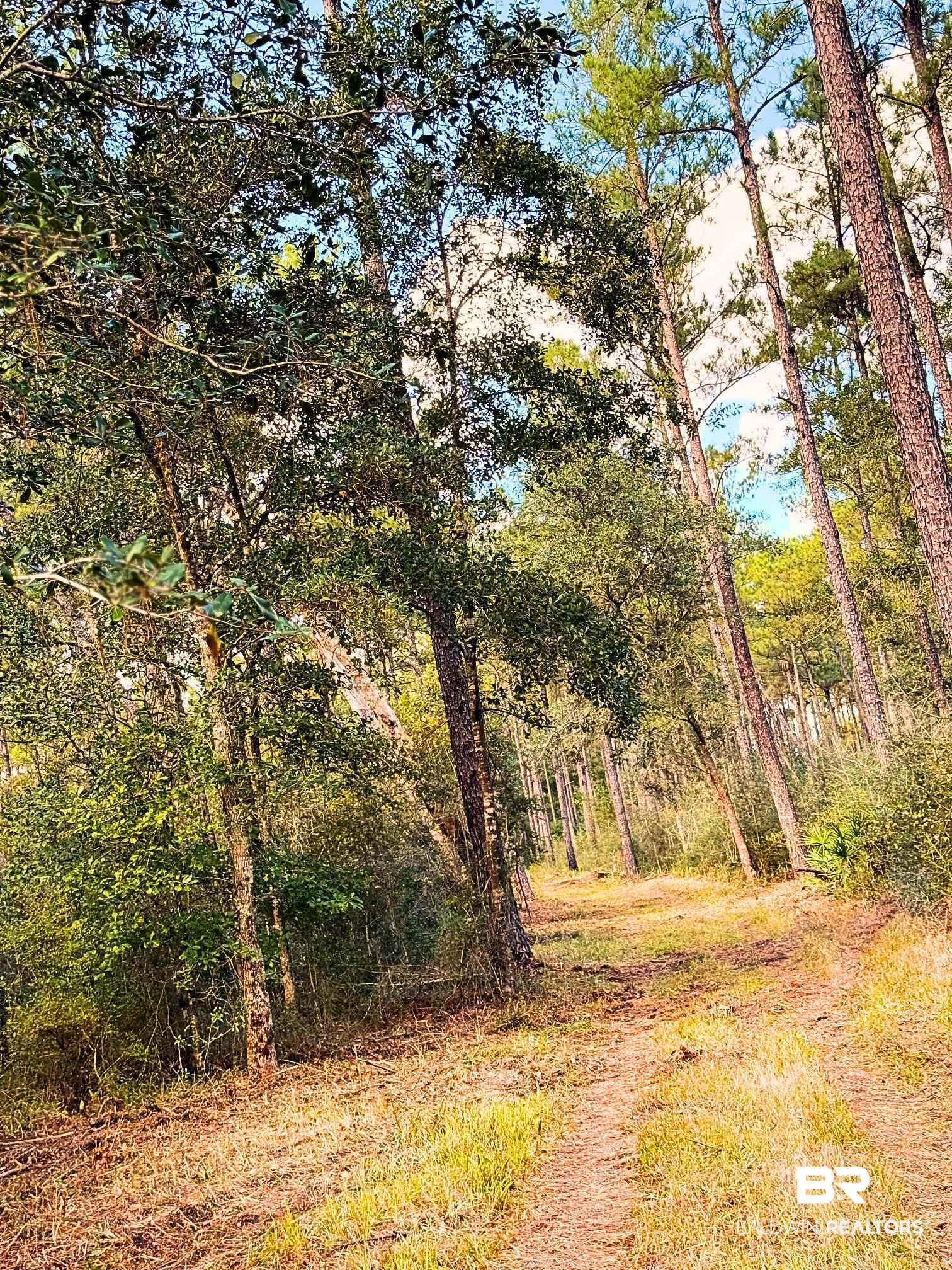 0 Red Feather Drive Seminole, AL 36574 - Photo 12 of 13 View of wooded area