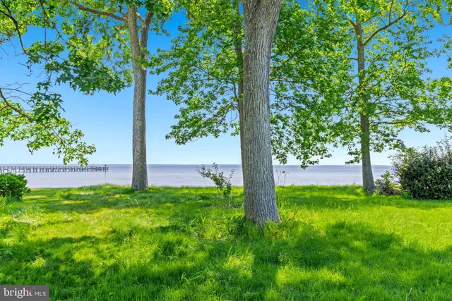 a view of backyard with a tree
