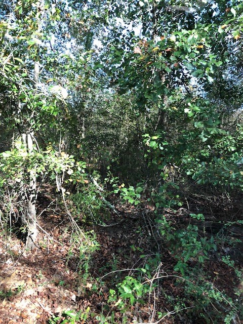 0 Highway 52 Slocomb, AL 36375 - Photo 3 of 12
