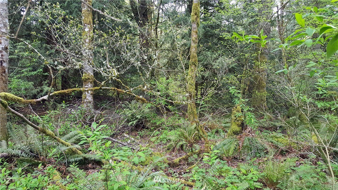 0 Y Road Bellingham, WA 98226 - Photo 14 of 25 Gallery Image 14