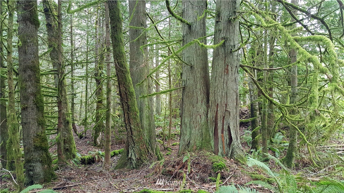 0 Y Road Bellingham, WA 98226 - Photo 22 of 25 Gallery Image 22