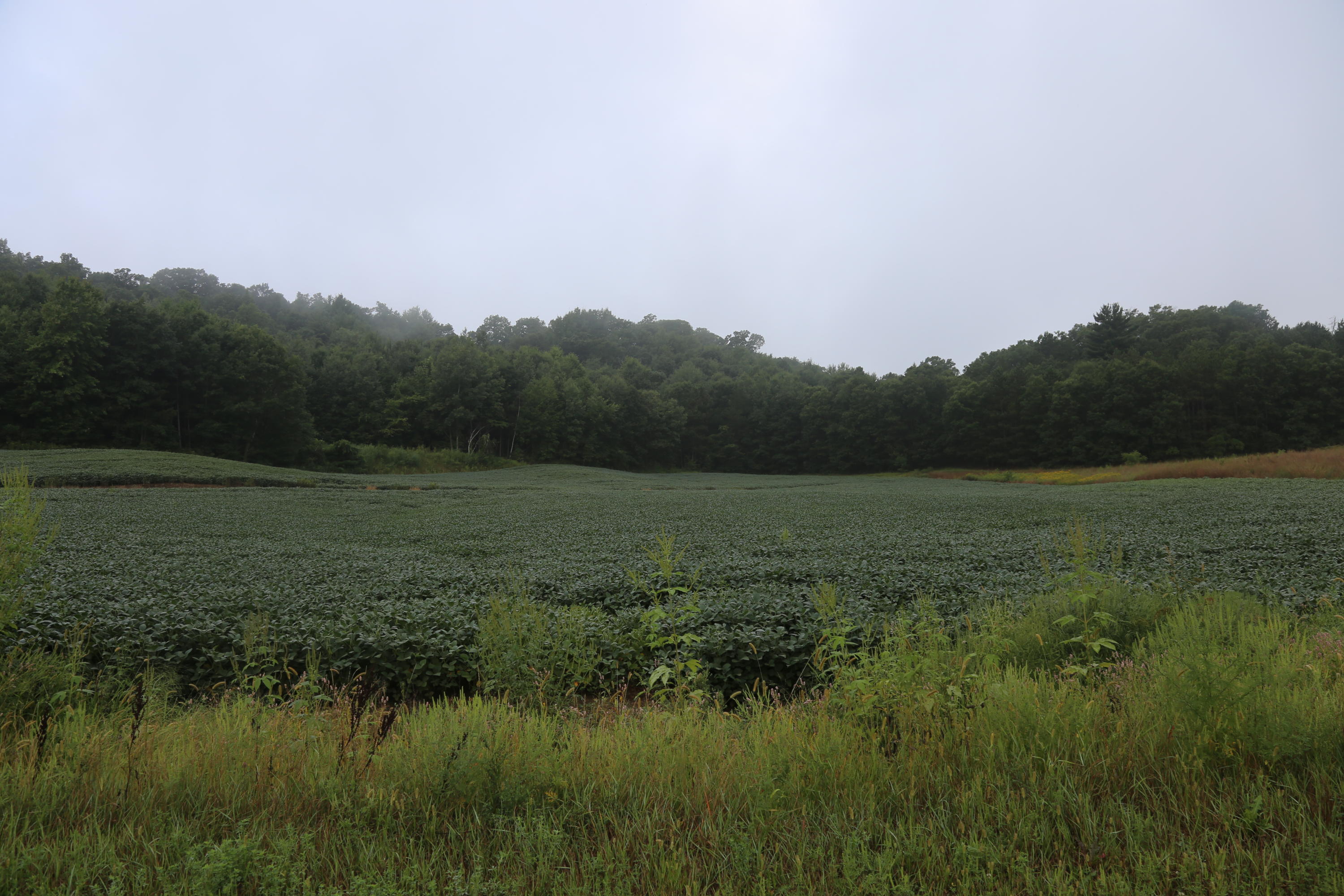 7.5 Acres Dallas Avenue Sparta, WI 54656 - Photo 1 of 1 IMG_3589