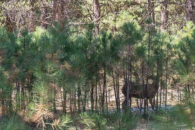 89 Highway 89 Calpine, CA 96124 - Photo 10 of 14 Gallery Image 10