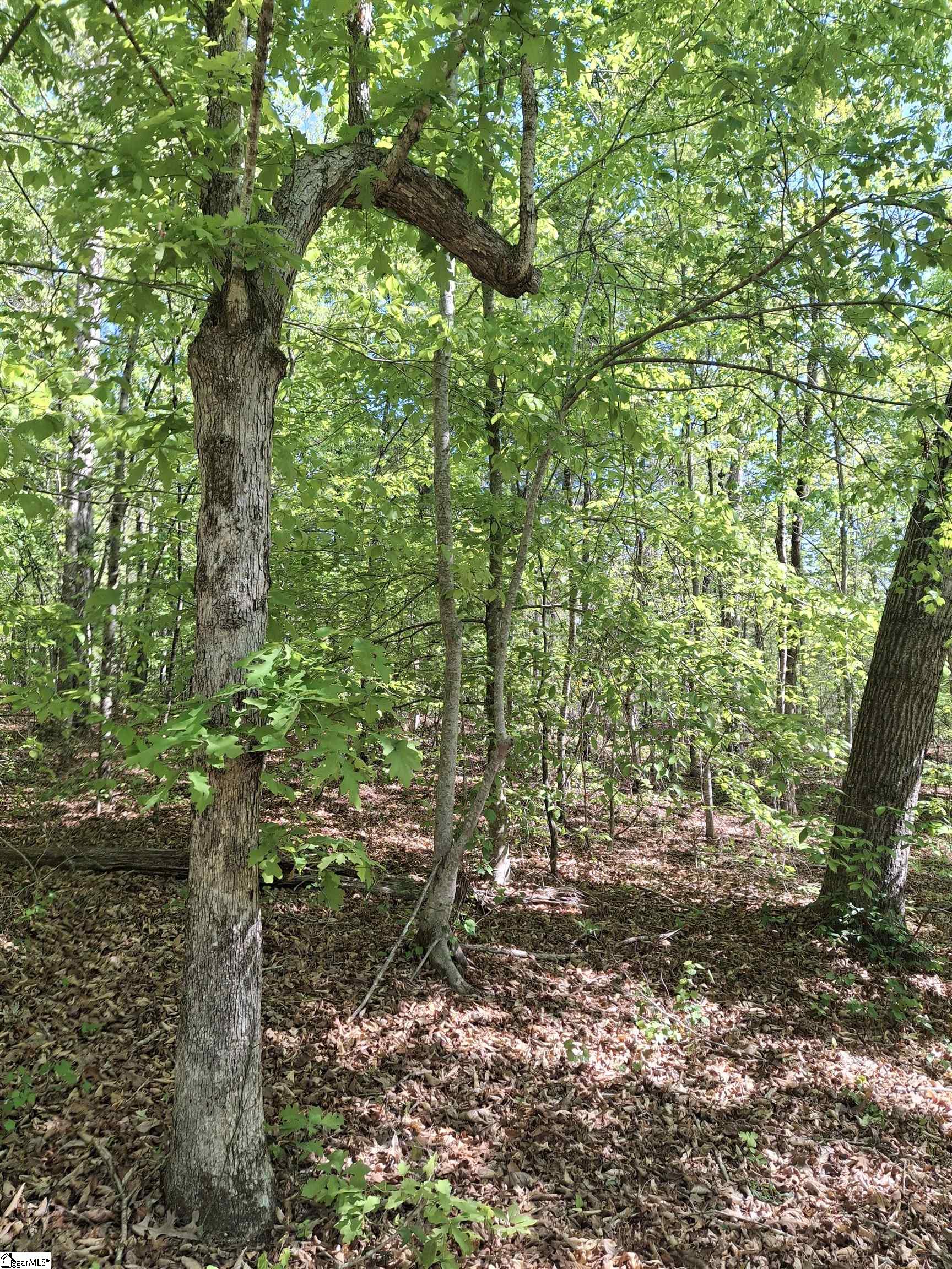 523 Flat Shoals Road Walhalla, SC 29691 - Photo 8 of 13