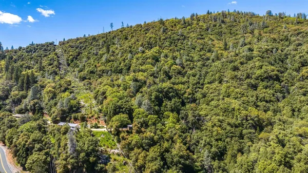 a view of a large tree