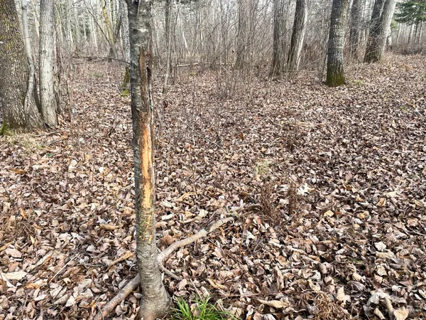 $379,900 | 21280 State Rte 92, Bagley, MN 56621